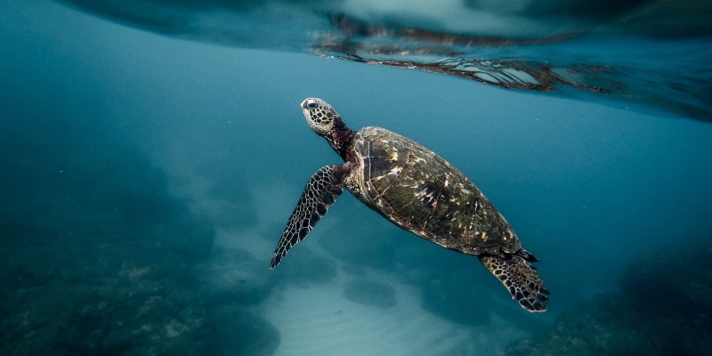Protegimos a las tortugas en el alta mar