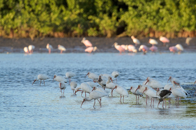 Shorebirds feeding in the shallow water in front of mangroves. 