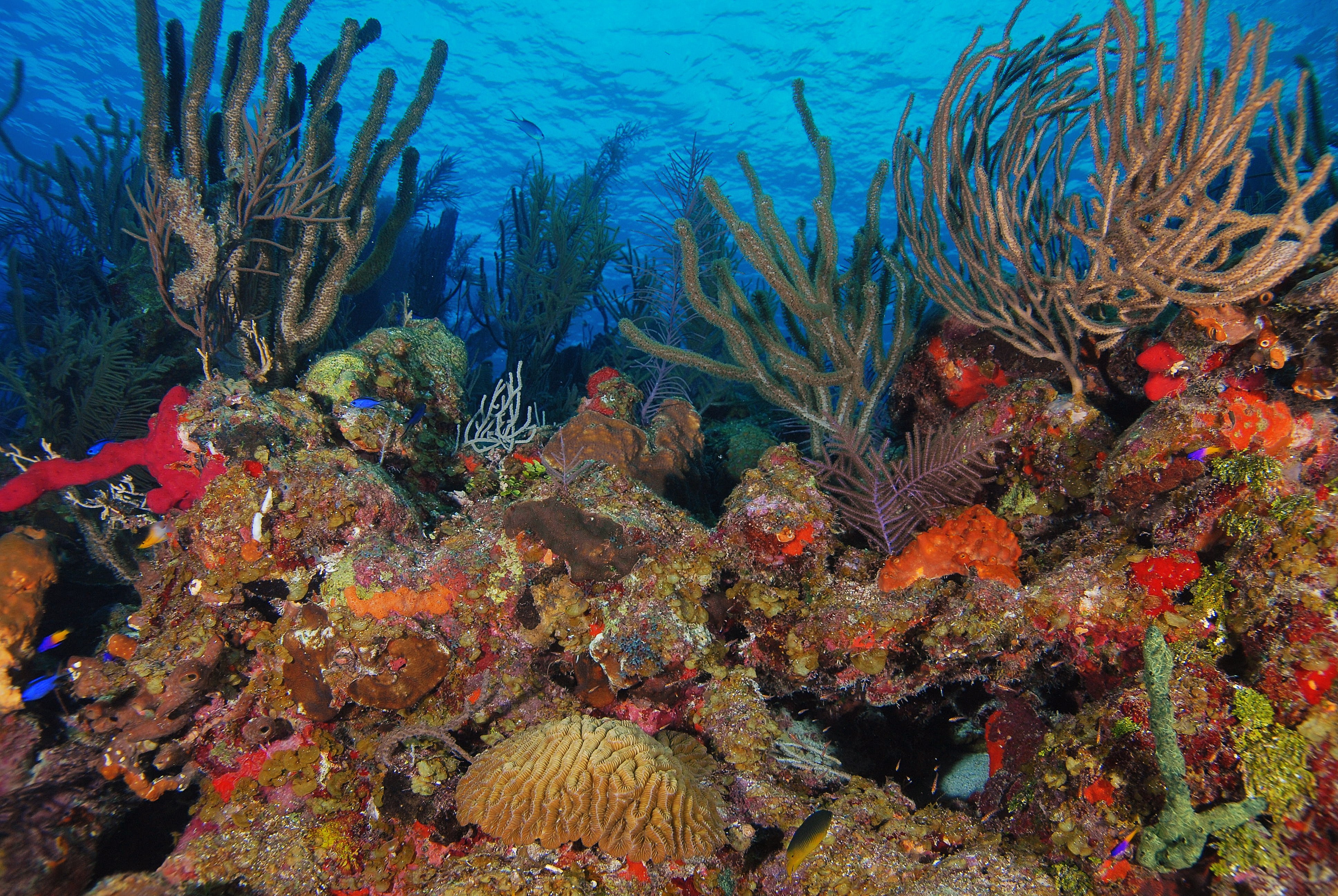 Лучшие отели с коралловыми рифами. Природный риф Козумель Мексика. Коралловый риф в Мексике. Чин Джейсон "коралловые рифы".