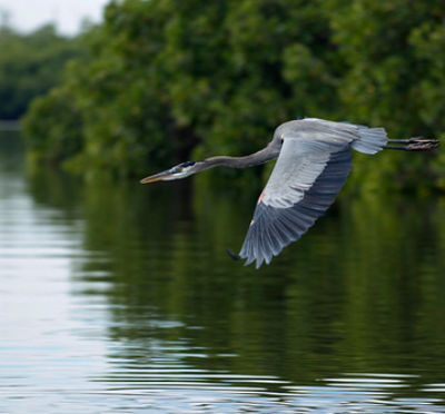 Resort endangers Mexican mangroves and wetlands | Interamerican ...