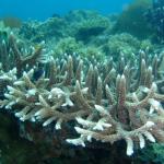 Coral with bleaching