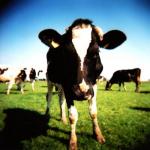 Significant methane emissions come from livestock