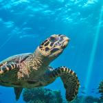 tortuga marina flotando sobre arrecifes de coral