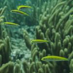 Veracruz Reef System 