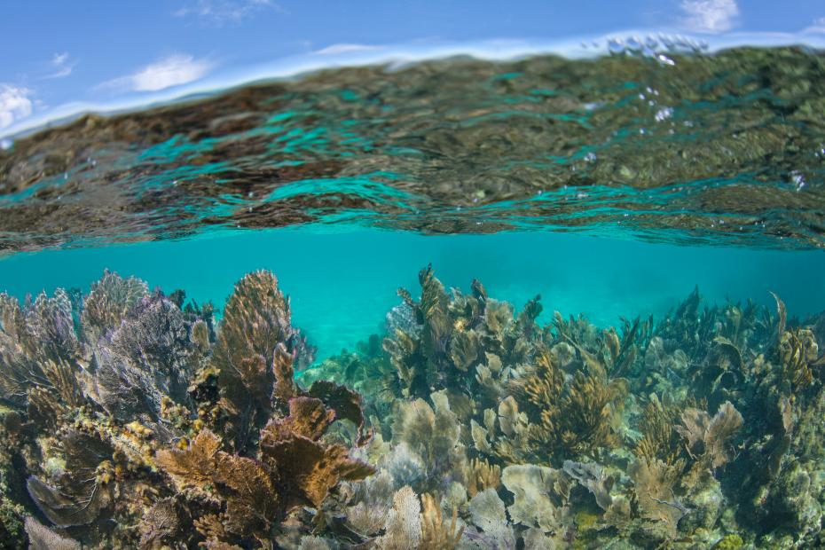 A beautiful, shallow coral reef grows in the Caribbean Sea