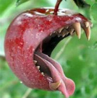 Photo: An interpretation of a dangerous GM apple. Source: http://bit.ly/13RSUwf