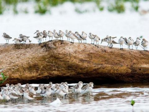 Foto: Aves acuáticas se agrupan en el rico ecosistema panameño. Fuente: Bahía de Panamá Blogspot
