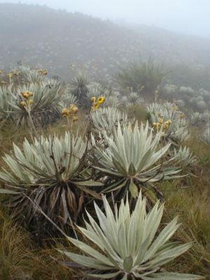  Photo: The Chingaza Natural National Park is an important páramo reserve (Colombia). Credit: Natalia Jiménez.