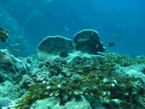 Foto: Coral en Isla del Caño, Costa Rica. Fuente: http://bit.ly/1bTnpW8