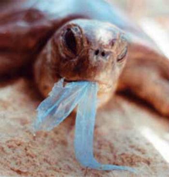 Photo: A sea turtle with the remnants of a plastic bag in its mouth. Source: http://bit.ly/dL74Sb