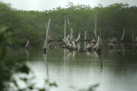 Foto: Parte de los manglares que alberga la Bahía. Crédito: Alejandro Balaguer/Fundación Albatros Media