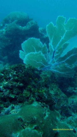 Foto: Arrecife de coral Manzanillo, Talamanca, Costa Rica. Crédito: http://www.costacetacea.com/