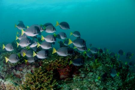 Photo: An example of the rich biopersity in the Cabo Pulmo Reef (Mexico). Credit: Gustavo Danemann