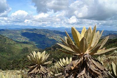 Foto: Parque Natural Chingaza, un importante ecosistema de páramos en Colombia. Fuente: Flickr/AIDA