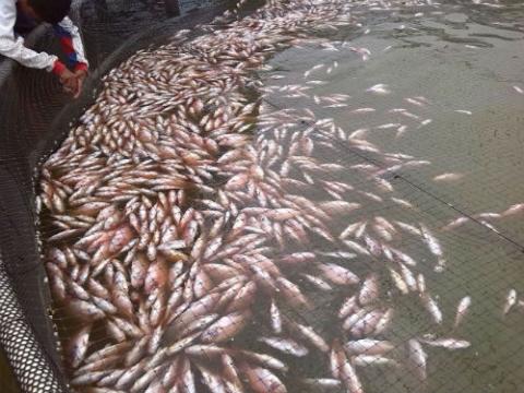 Foto: Ejemplo de la mortandad de peces en la Ciénaga. Crédito: Obtenida mediante el Grupo de Litigio de Interés Público (GLIP) de Uninorte.