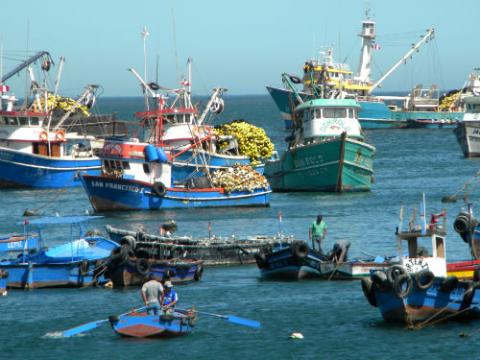 Foto: Barcos de captura de anchoveta en Perú. Crédito: CSA-UPCH.