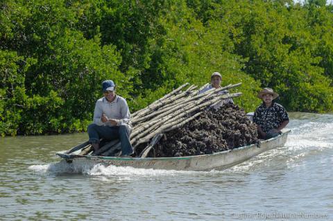 Foto: Actividad pesquera en Marismas Nacionales, importante ecosistema de manglar en México: Crédito: Jaime Rojo.