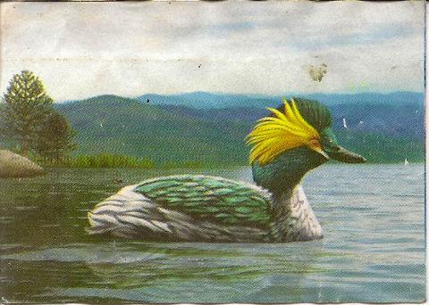 Illustration: The Gadwall extinct in its natural habitat, the Savannas of Bogota.  Source: humedalesbogota.com
