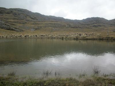 Photo: Páramos in the municipality of El Cerrito (Santander, Colombia). Credit: Celeste Kauffman.