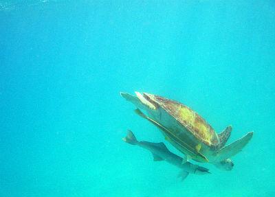  Foto: Un ejemplar de tortuga verde nada junto a una rémora / Crédito: Caroline Rogers