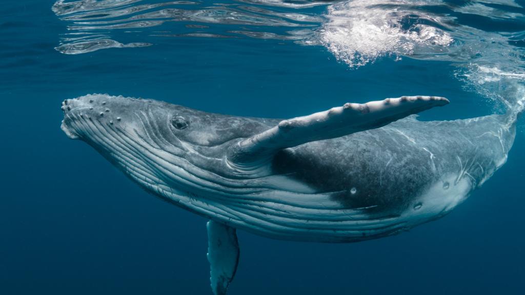 Whales and salmon farming: how does the industry impact our gentle ...