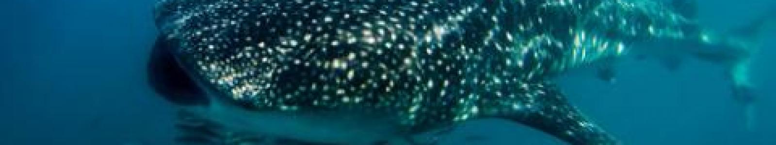 A whale shark in Cabo Pulmo