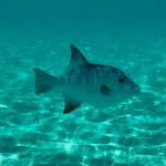 Foto submarina de un pez en aguas de México