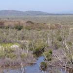 Dead mangrove forests