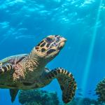 tortuga marina flotando sobre arrecifes de coral