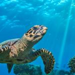 Sea turtle floating on coral reefs