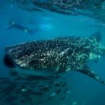 A whale shark in Cabo Pulmo