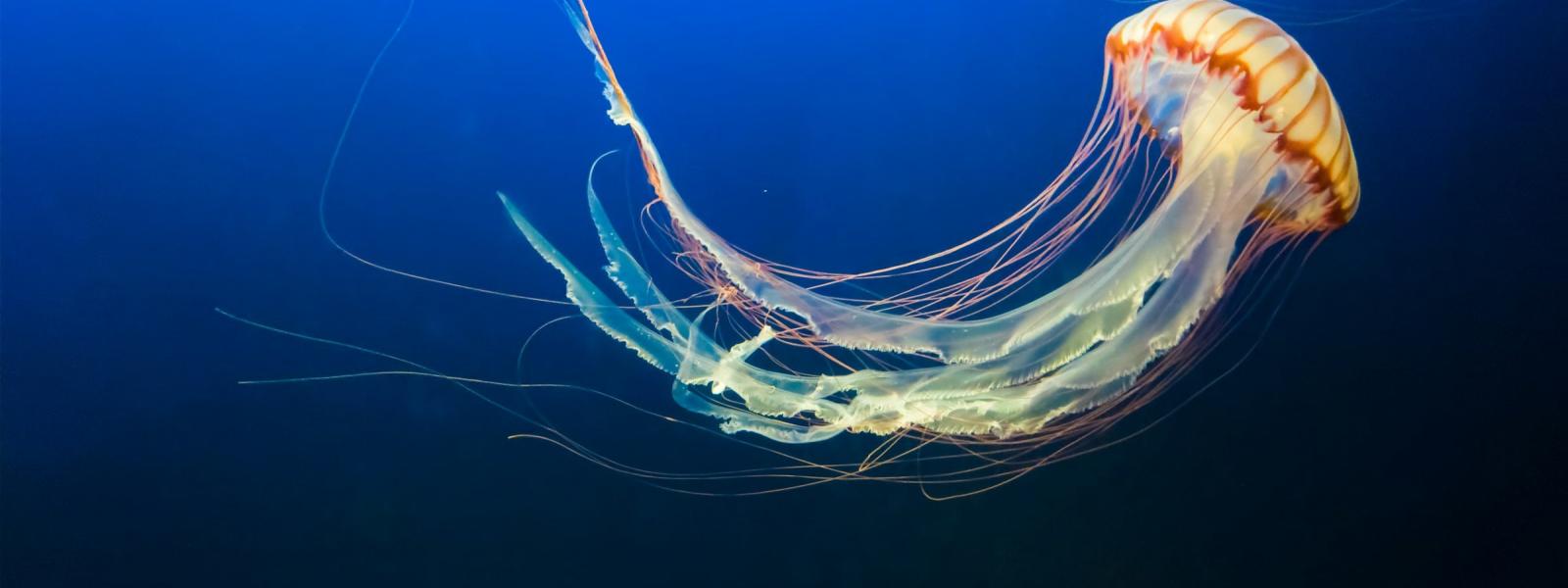 Medusa flotando en el fondo marino.
