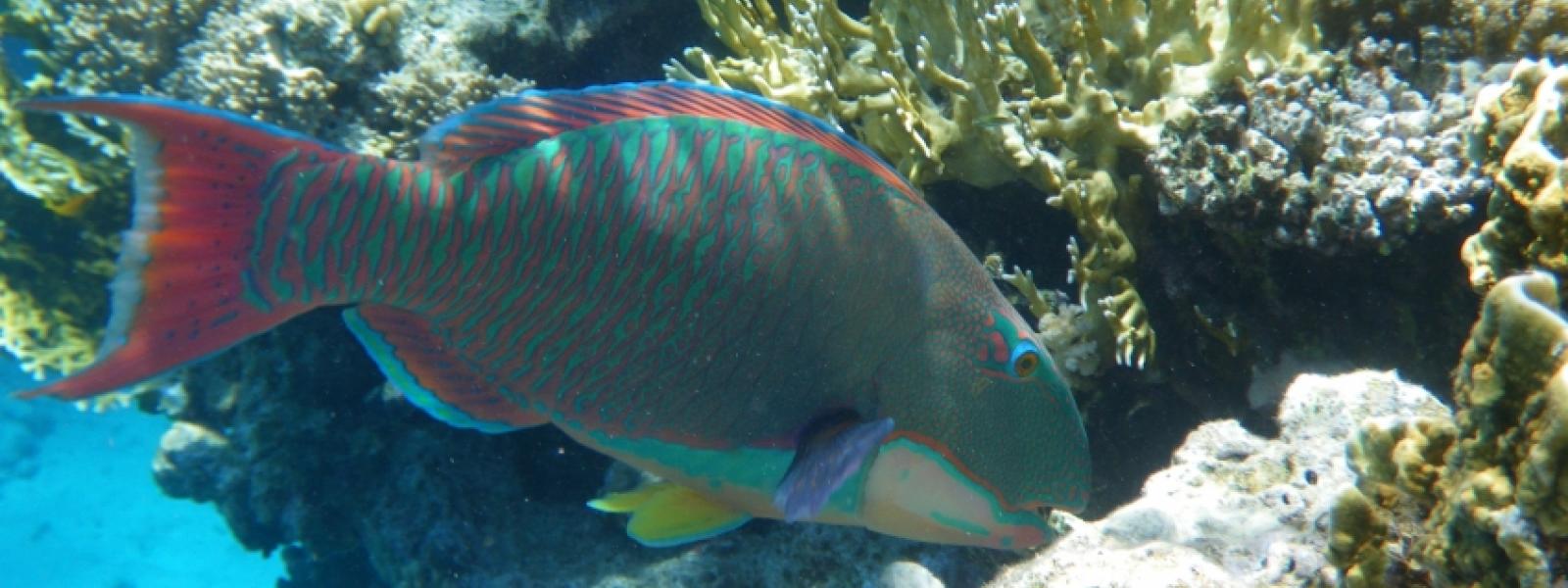 Parrotfish eating algae from corals.