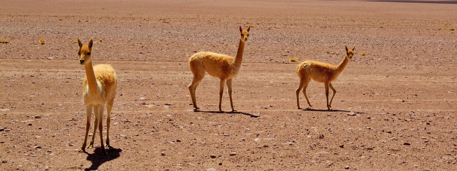 COP16: Los Países Deben Respetar Los Conocimientos Indígenas Y Locales ...