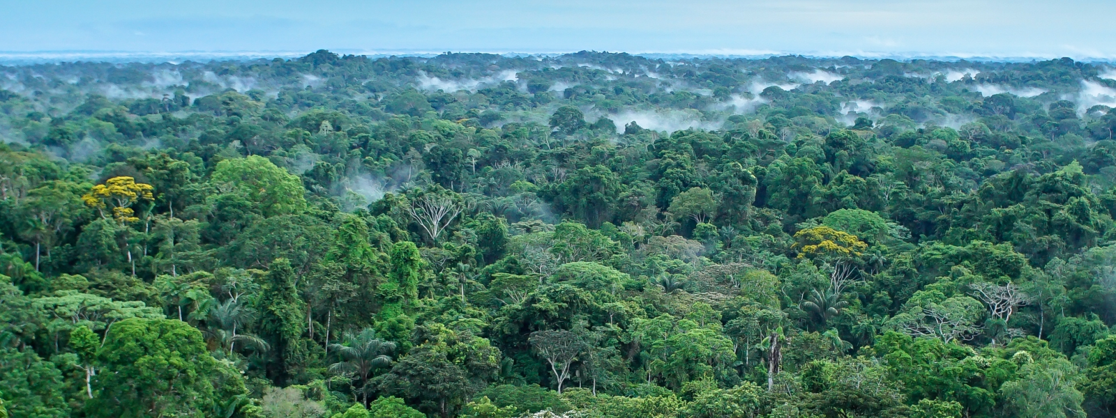 Amazon landscape in Yasuní National Park, Ecuador