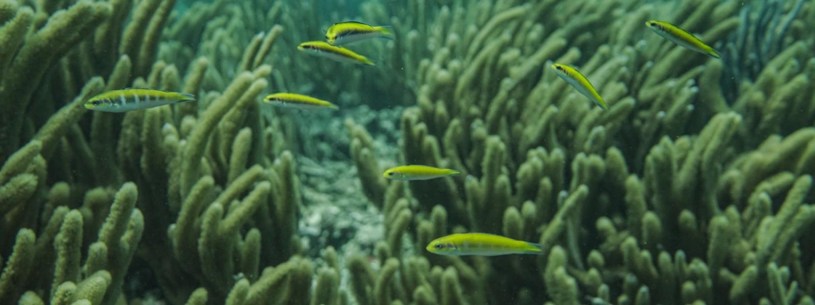 Veracruz Reef System 