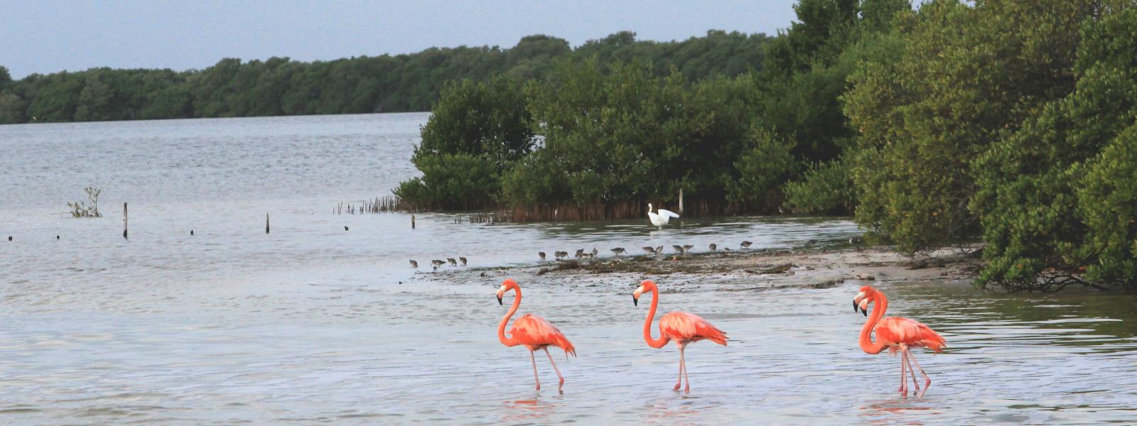 Diversidad de especies de aves en Yum Balam, aréa natural protegida en México