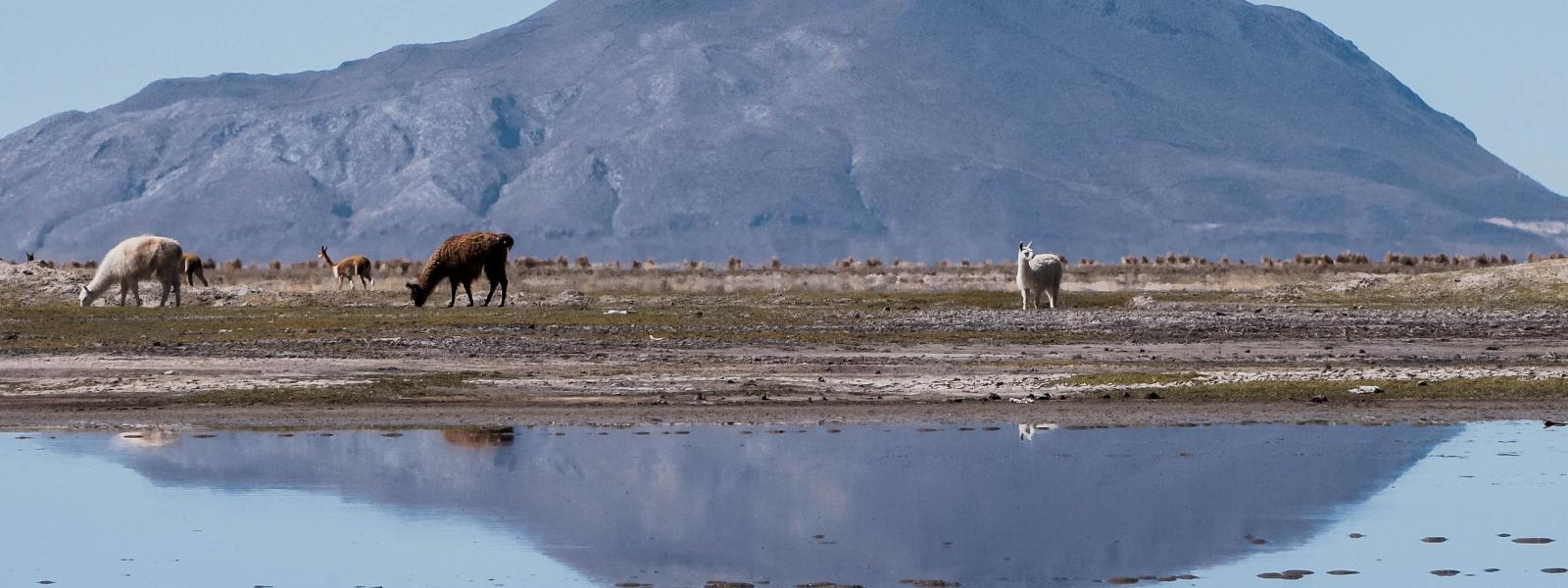 Andean fauna in Lake Poopó, Bolivia