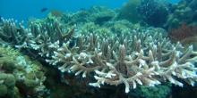 Coral with bleaching