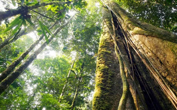 Looking up large Amazon tree into green canopy
