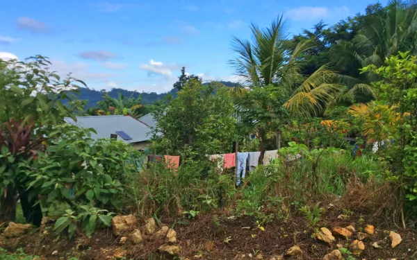 a clothes line hangs between palms and tropical greenery, beside metal roofed house