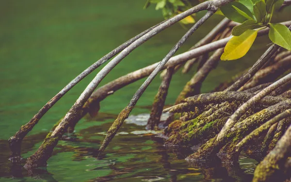 roots of mangrove where they enter green tropical waters