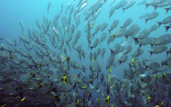 peces