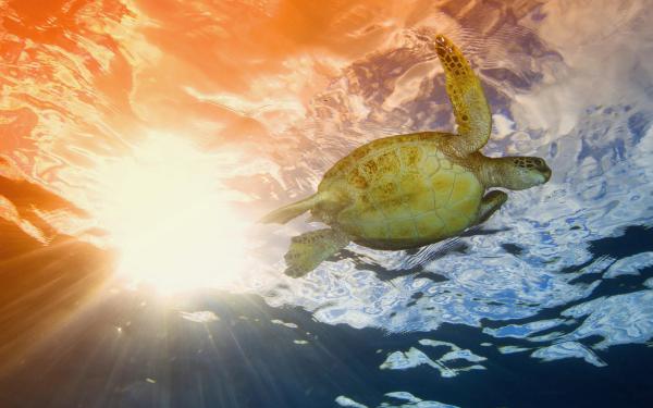 tortuga