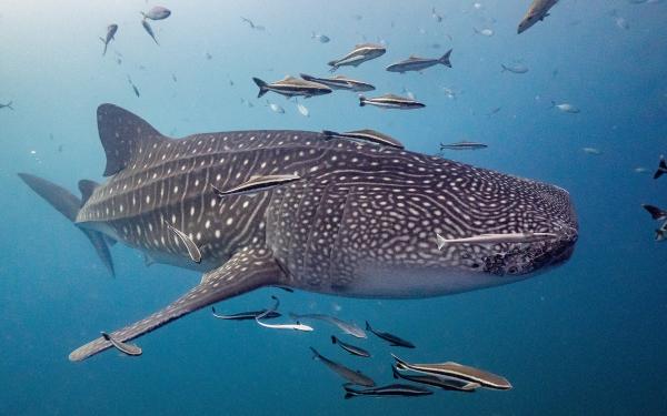 tiburon ballena
