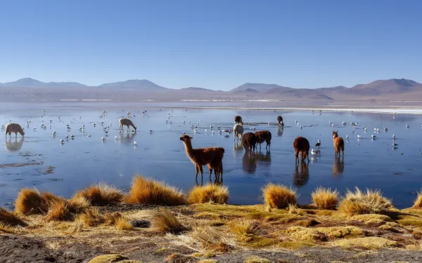 Alpacas en el Salar de Uyuni, Bolivia