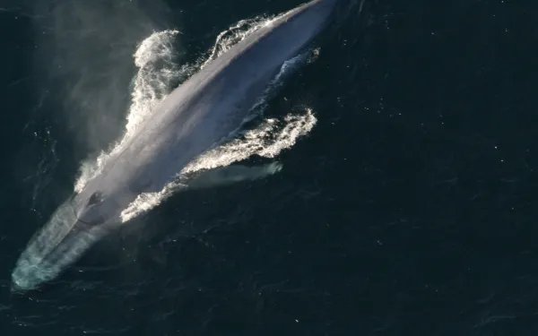 Ballena azul