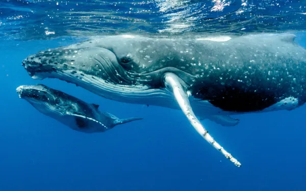 Ballenas jorobadas en el océano Pacífico