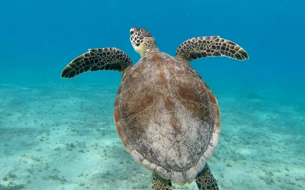Tortuga marina