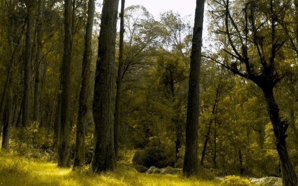 Bosque en Ecuador
